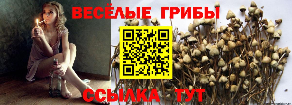 Псилоцибиновые грибы Cubensis  Псилоцибиновые грибы Psilocybine cubensis  Вход с VPN  Гусь-Хрустальный 